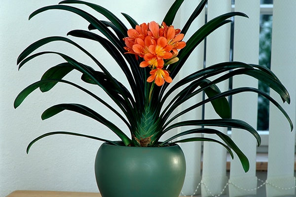 نگهداری از گل خورشیدی